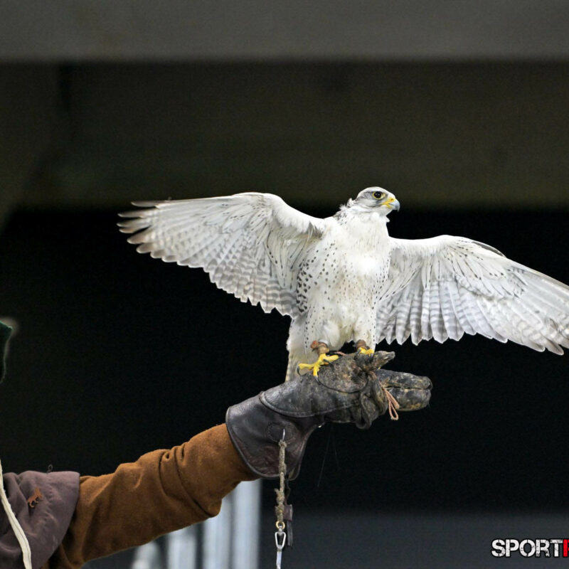 Slowakei – Österreich
