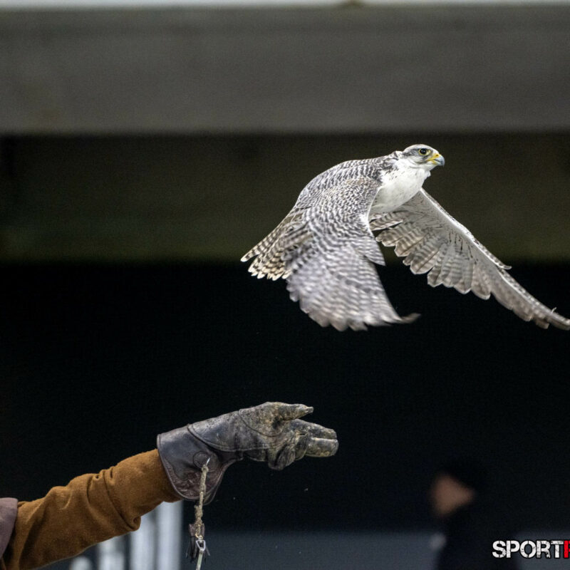 Slowakei – Österreich