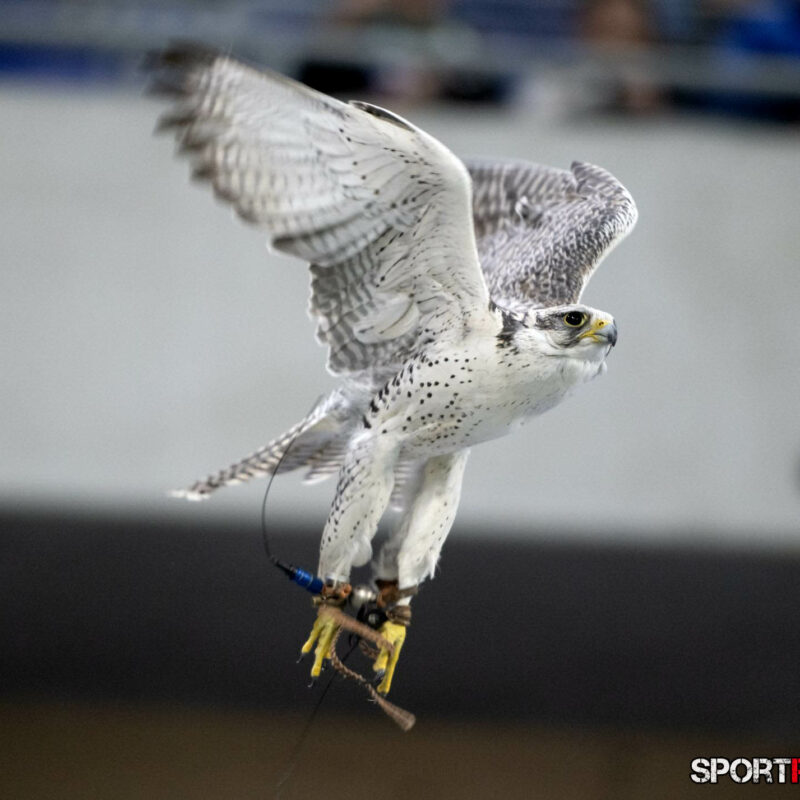 Slowakei – Österreich