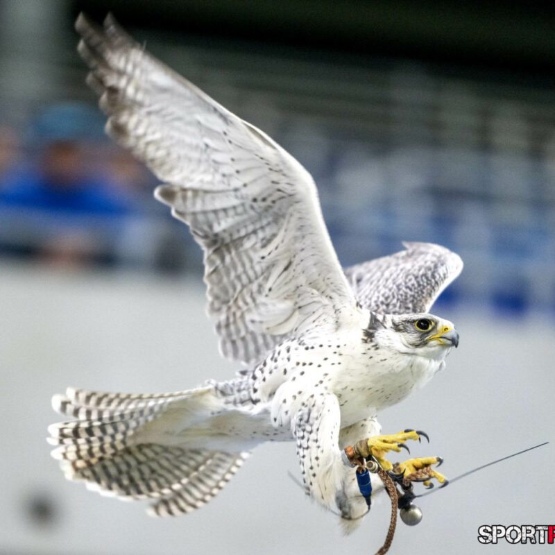 Slowakei – Österreich